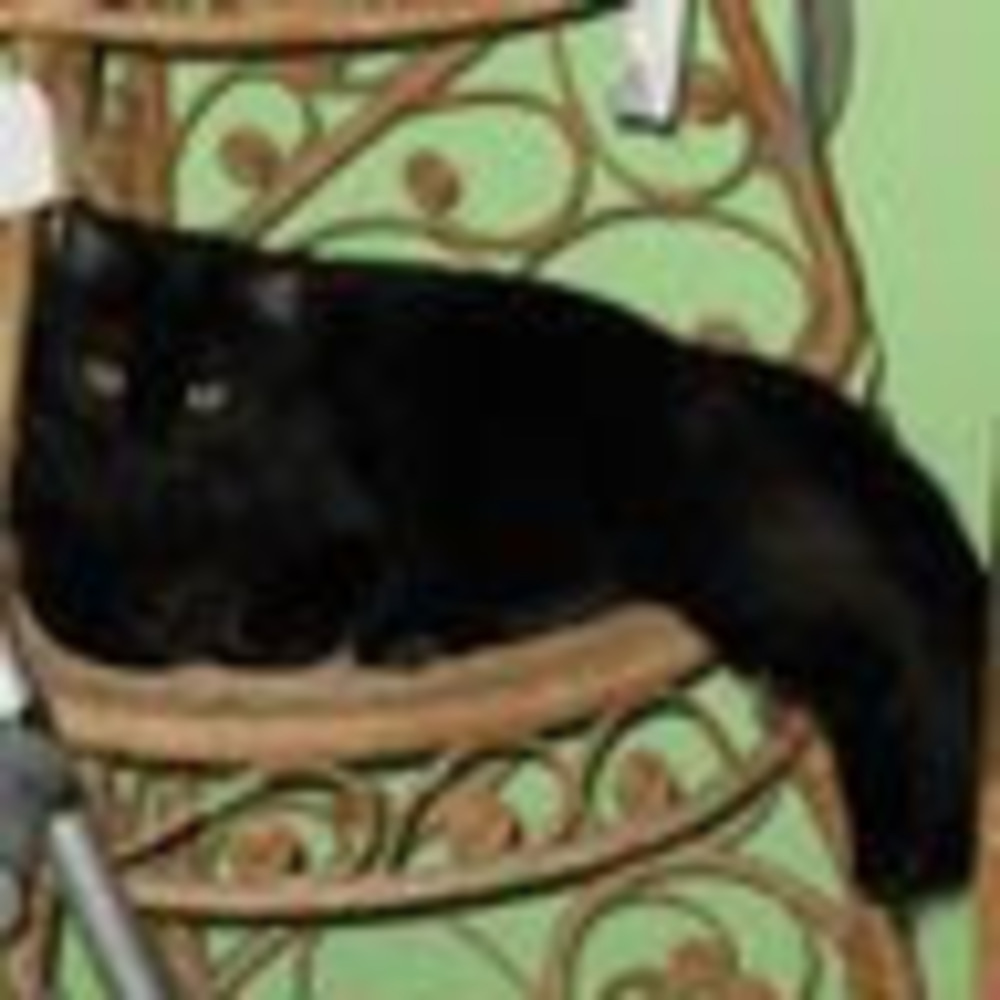 Meet your Posher, Roy